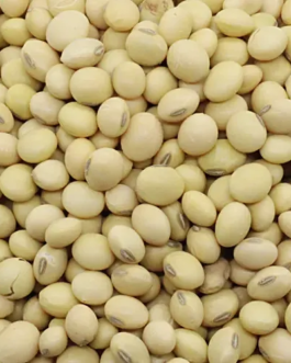 Soya Bean Seeds सोयाबीन बीज