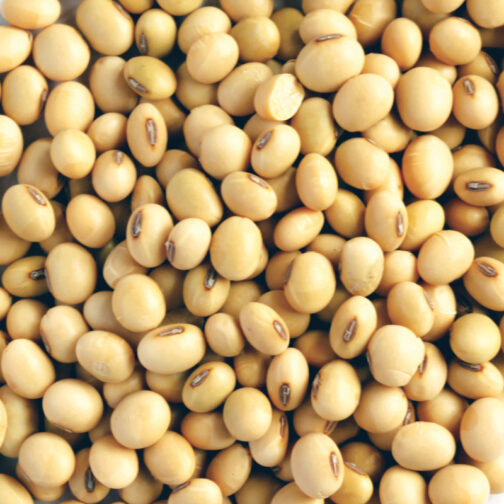 Soya Bean Seeds सोयाबीन बीज