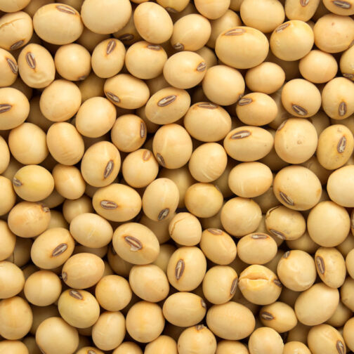 Soya Bean Seeds सोयाबीन बीज